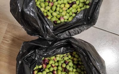 Naše maslinarsko bogatstvo sastoji se od  tri stabla u dvorištu Doma u Splitu ???