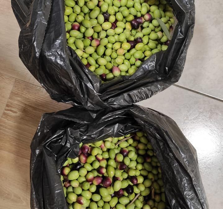 Naše maslinarsko bogatstvo sastoji se od  tri stabla u dvorištu Doma u Splitu ???